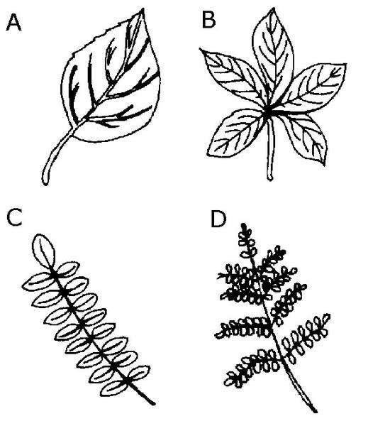 Drawing of each leaf type